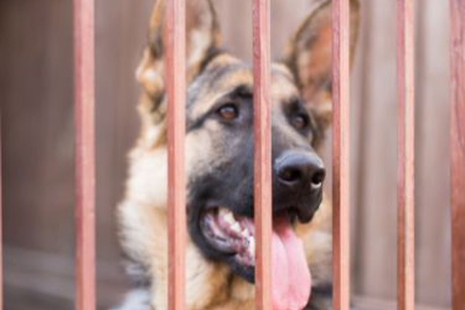 Changes to the dangerous dog act Advice for owners National Animal